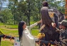 हाथी महोत्सव मढ़ई