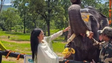 हाथी महोत्सव मढ़ई