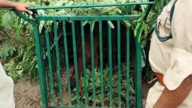 शावक की मौत