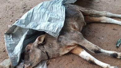 नगर परिषद