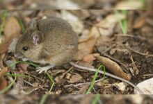 Narsinghpur News Janta express live