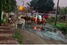 कॉलोनी Janta express live