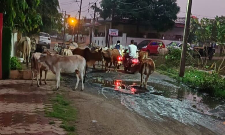 कॉलोनी Janta express live