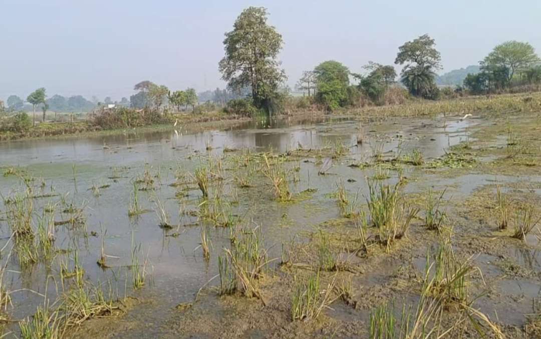 गाडरवारा News