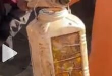 जहरीली दवा छिड़काव