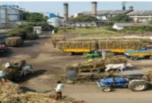 गन्ना कटाई