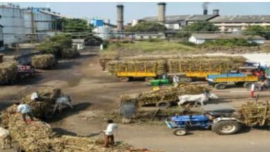 गन्ना कटाई