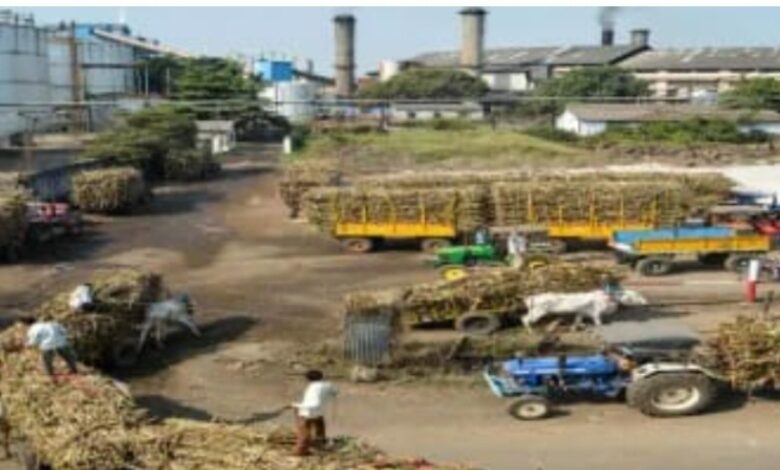 गन्ना कटाई