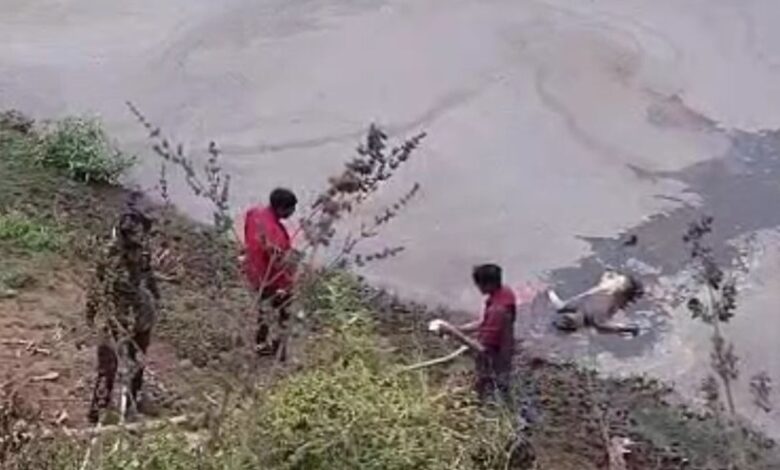 शुगर मिल