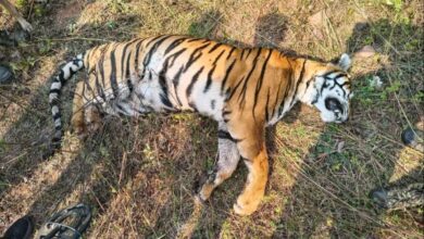 सोनतलाई जंगल