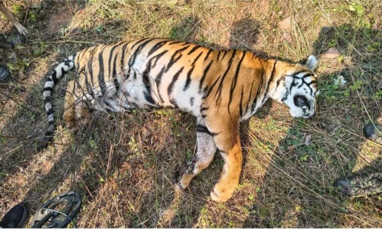 सोनतलाई जंगल