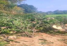 सोहागपुर पेड़ कटाई