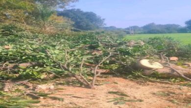 सोहागपुर पेड़ कटाई