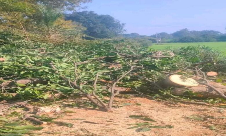 सोहागपुर पेड़ कटाई