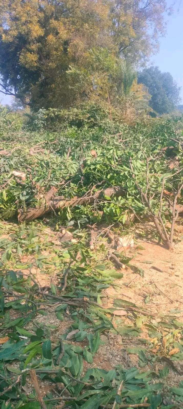 सोहागपुर पेड़ कटाई